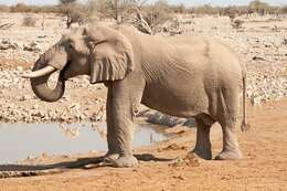 Image of African elephant