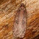 Image de Agonopterix heracliana Linnaeus 1758