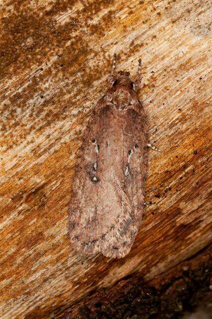 Image of Agonopterix