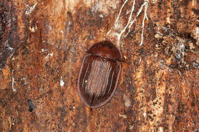 Image of bark-gnawing beetles