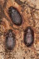 Image of bark-gnawing beetles