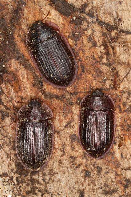 Image of bark-gnawing beetles