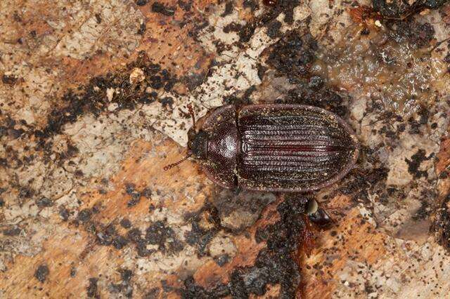 Image of bark-gnawing beetles