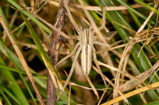 Image of Slender Crab Spiders