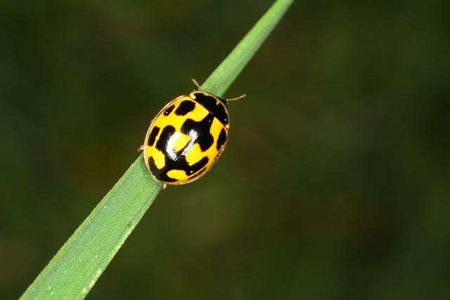 صورة <i>Propylea quatuordecimpunctata</i>