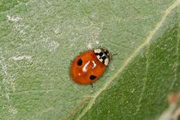 Image of ladybird beetles