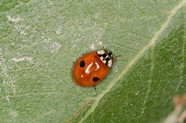 Image of ladybird beetles