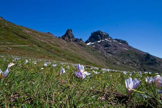 Image of crocus