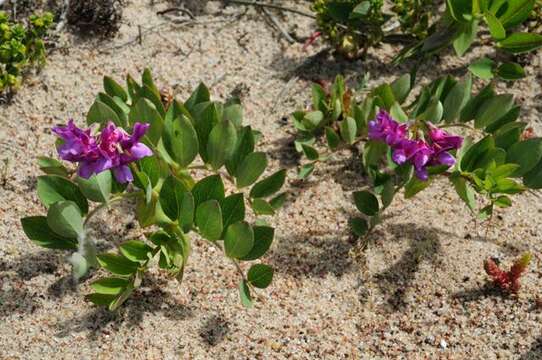 Lathyrus japonicus subsp. maritimus (L.) P. W. Ball resmi