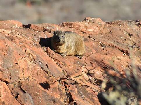 Image of Rock Hyrax