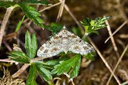 Слика од Eupithecia pulchellata Stephens 1831