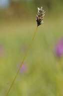 Image of Moor Grasses