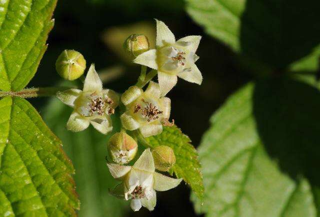 Rubus saxatilis L. resmi