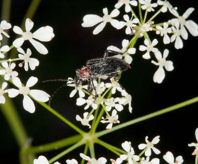 Image of Dinoptera