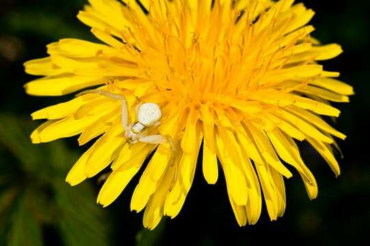 Image of Flower Crab Spiders