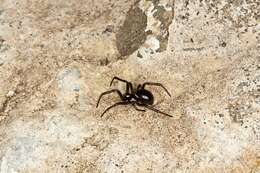 صورة Steatoda