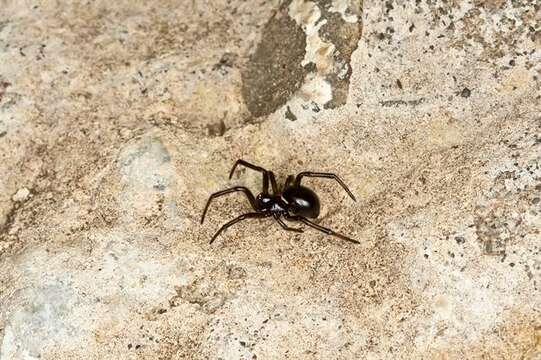 صورة Steatoda