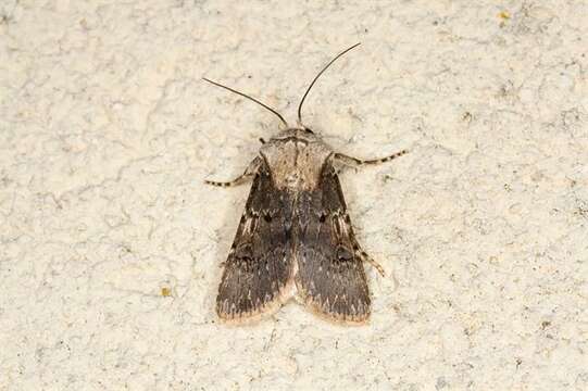 Image of Agrotis