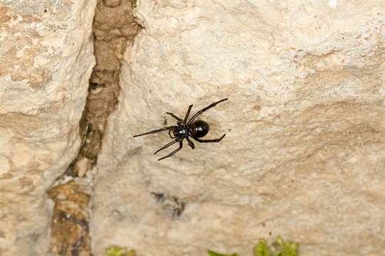 صورة Steatoda