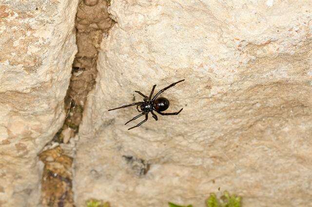 صورة Steatoda