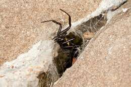 صورة Steatoda