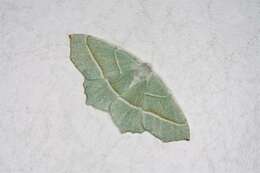 Image of Campaea margaritata Linnaeus 1767