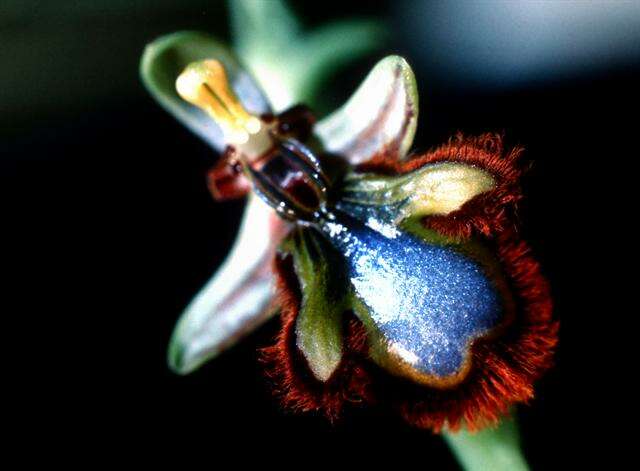 Image of Looking-glass Orchid