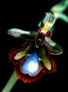 Image of Looking-glass Orchid