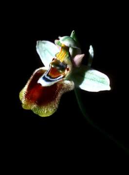 Image of Sawfly orchid