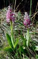 Image of Man Orchids