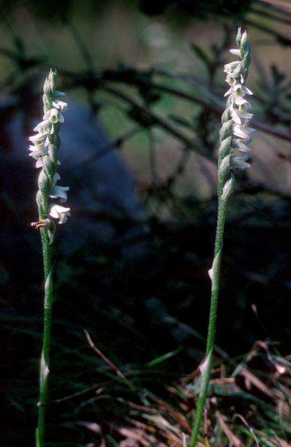 Image of Ladies'-tresses