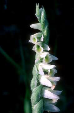 Image of Ladies'-tresses