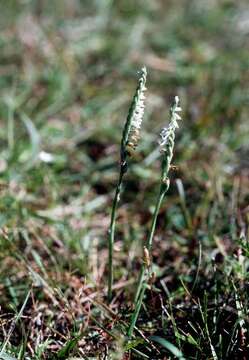 Image of Ladies'-tresses