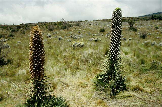 Imagem de Lobelia deckenii (Asch.) Hemsl.