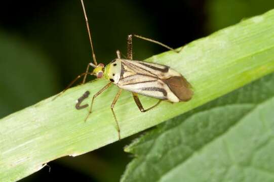 Image of Adelphocoris quadripunctatus (Fabricius 1794)