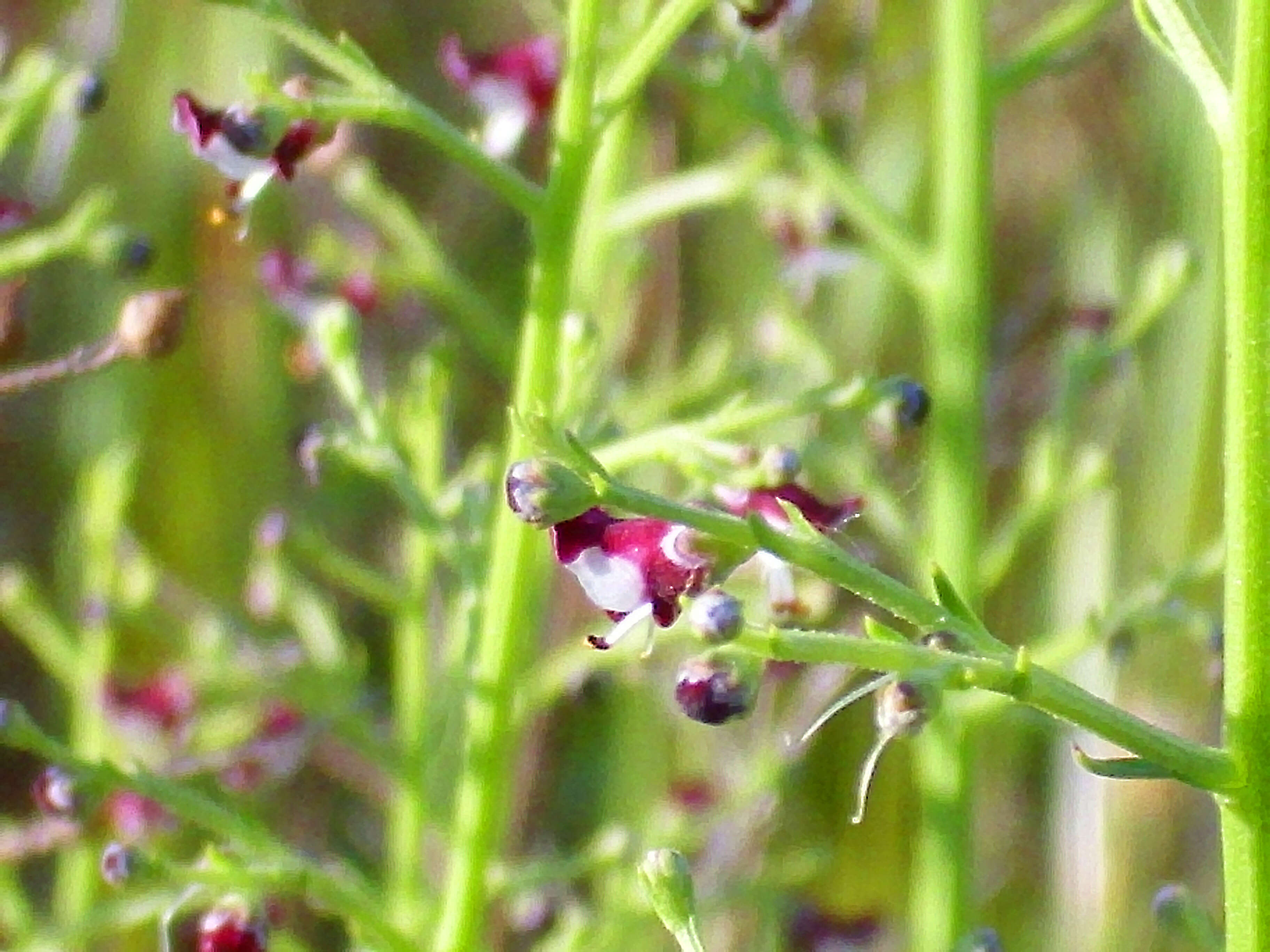 Scrophularia canina L. resmi