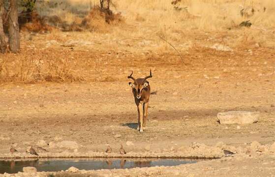 Image de Aepyceros Sundevall 1847