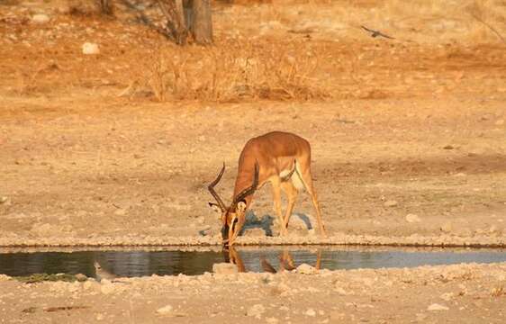 Image of Aepyceros Sundevall 1847