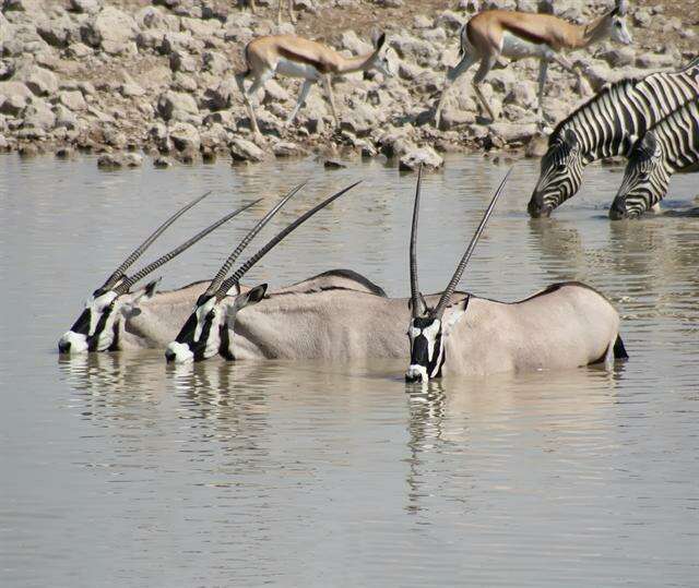 Imagem de Oryx Blainville 1816