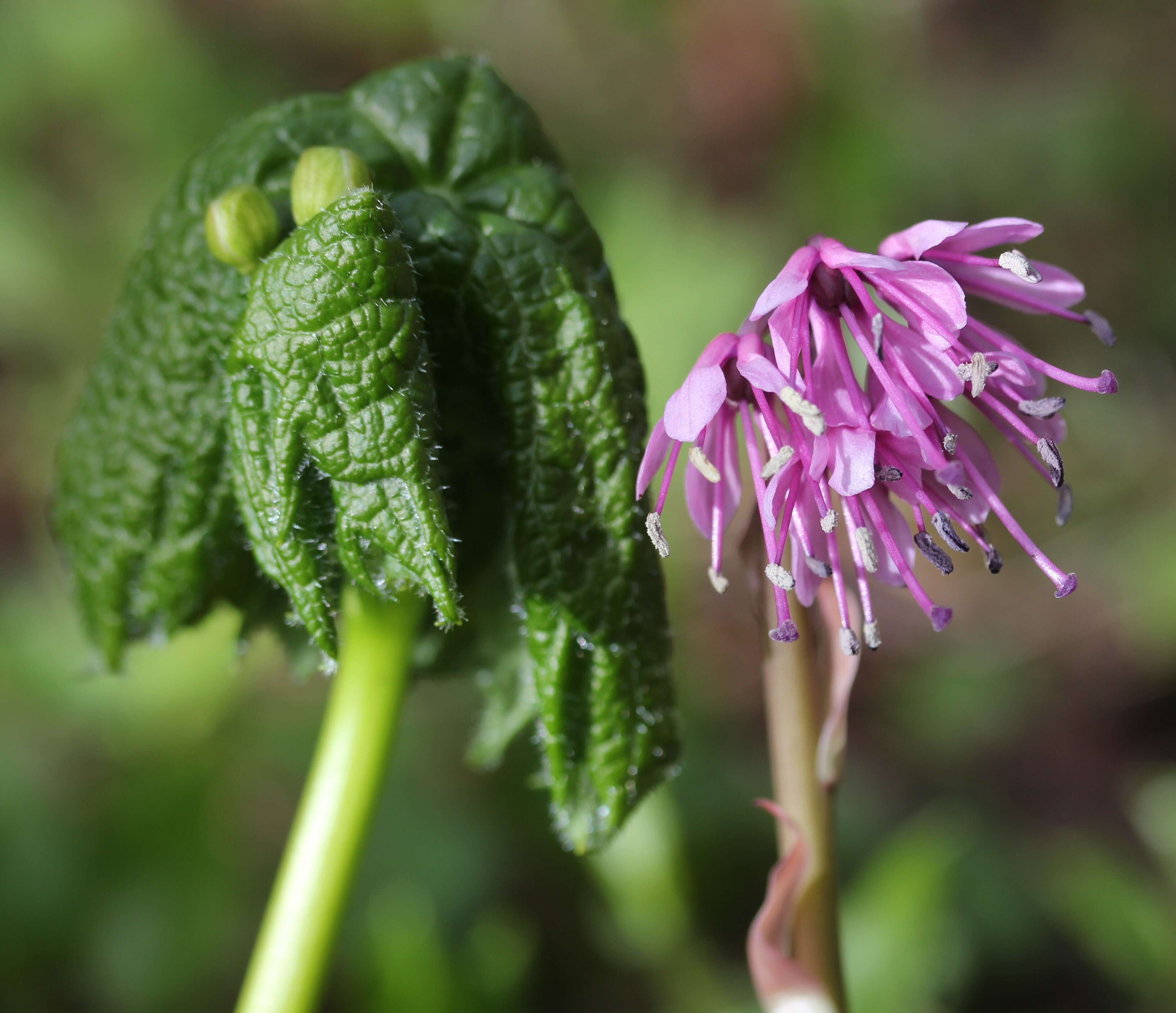 Image of Diphylleia grayi F. Schmidt