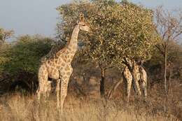 Image of Giraffes