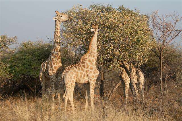 Image of Giraffes