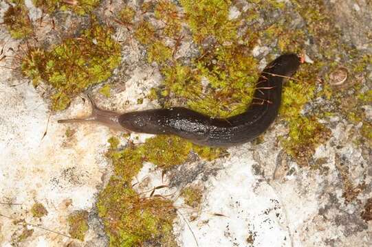 Image of Parmacelloidea P. Fischer 1856