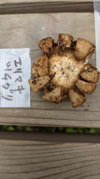 Image of Collared Earthstar