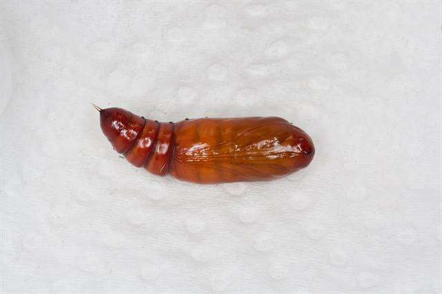 Image of Helicoverpa
