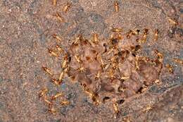 Image of higher termites