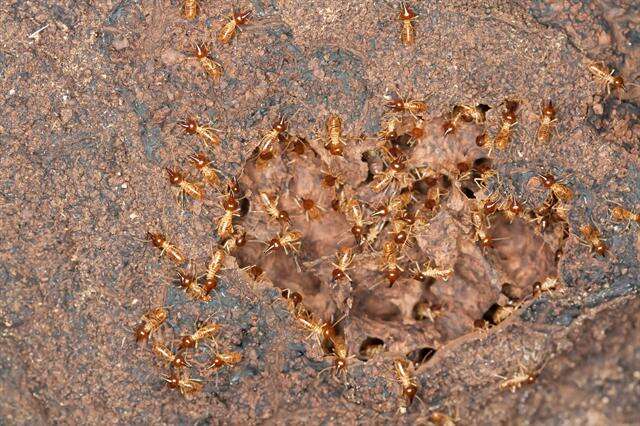 Image of higher termites