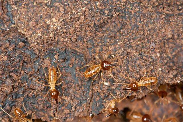 Image of higher termites