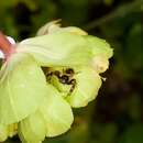 Image of Shiny crab-spider