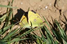 Image of Colias